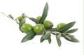olive verte calories