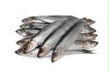 sardines calories